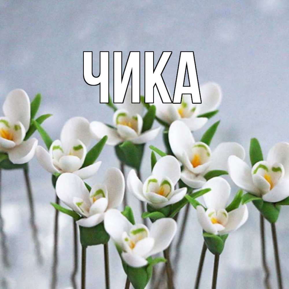 Открытка на каждый день с именем, Чика Главная весенние цветы Прикольная открытка с пожеланием онлайн скачать бесплатно 