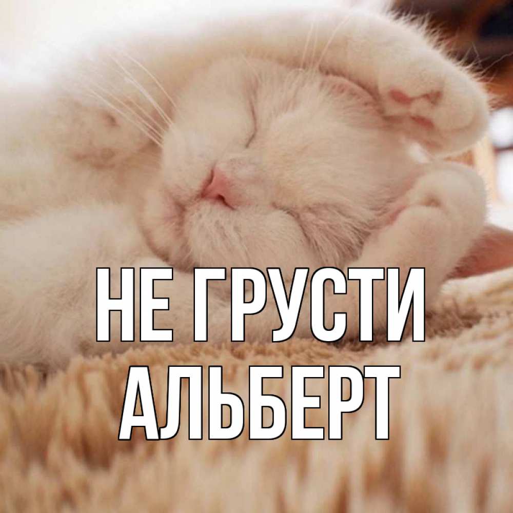 Открытка на каждый день с именем, Альберт Не грусти белый кот Прикольная открытка с пожеланием онлайн скачать бесплатно 