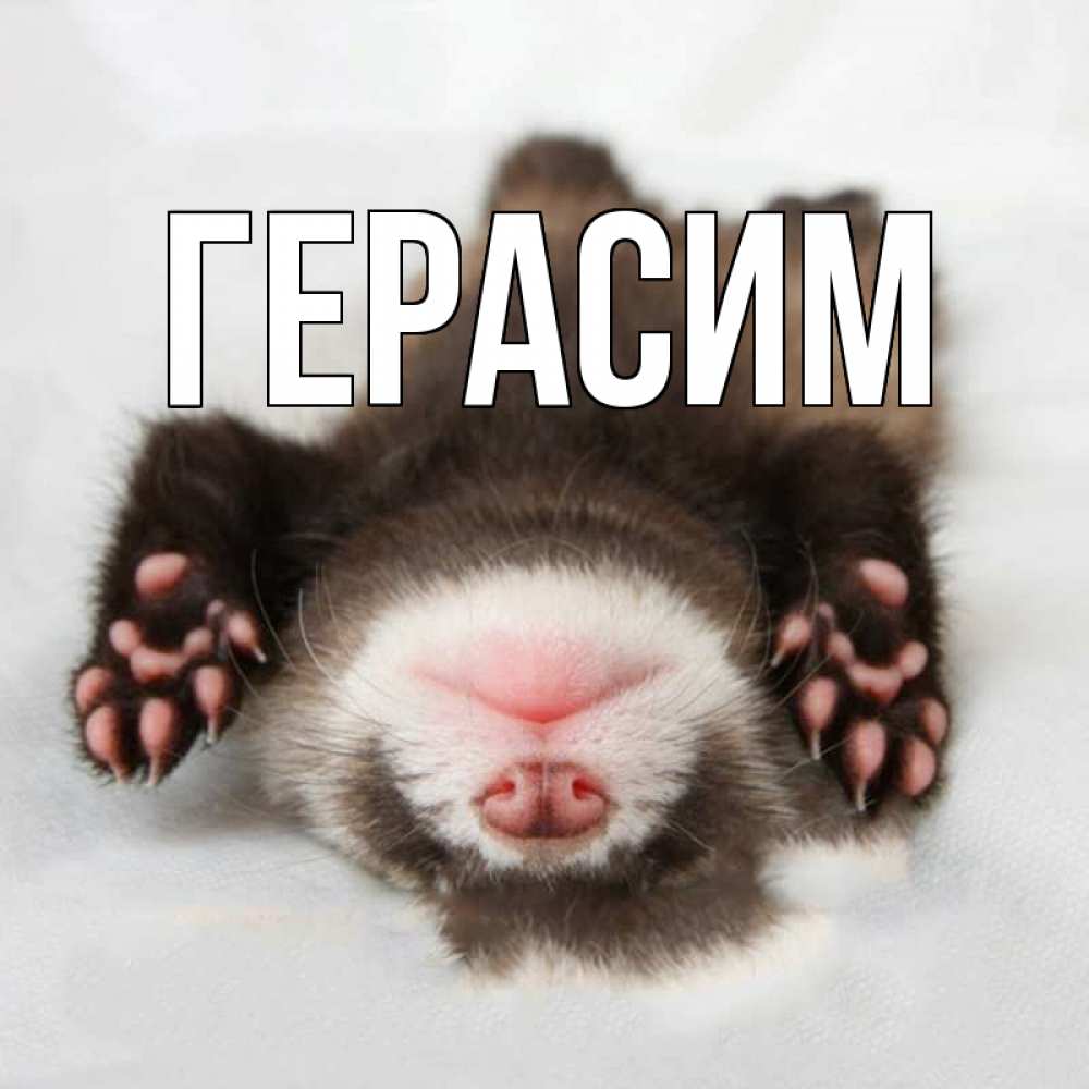Открытка на каждый день с именем, Герасим Главная зверек Прикольная открытка с пожеланием онлайн скачать бесплатно 