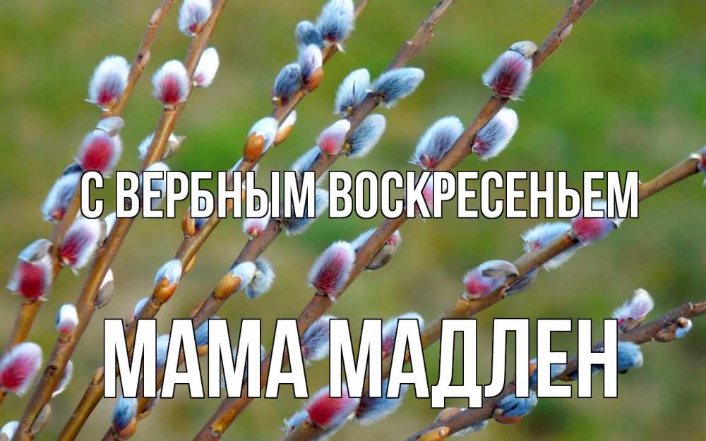 Открытка на каждый день с именем, Мама-Мадлен С вербным воскресеньем верба Прикольная открытка с пожеланием онлайн скачать бесплатно 