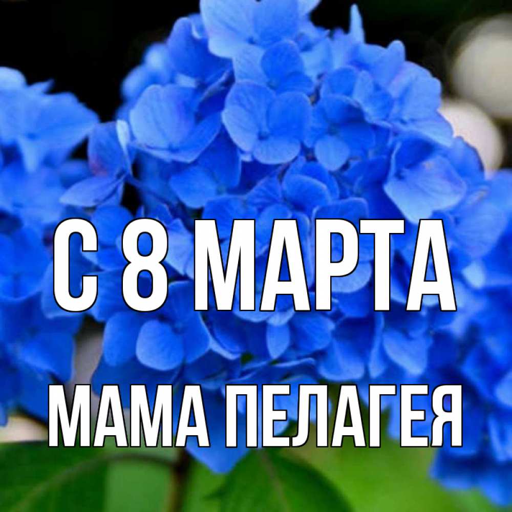 Открытка на каждый день с именем, Мама-Пелагея С 8 марта синие цветы Прикольная открытка с пожеланием онлайн скачать бесплатно 