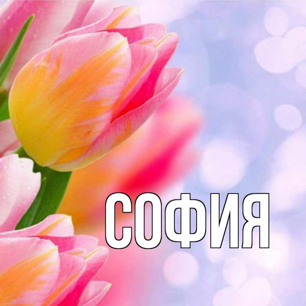 Открытка на каждый день с именем, София Главная тюльпаны 2 Прикольная открытка с пожеланием онлайн скачать бесплатно 
