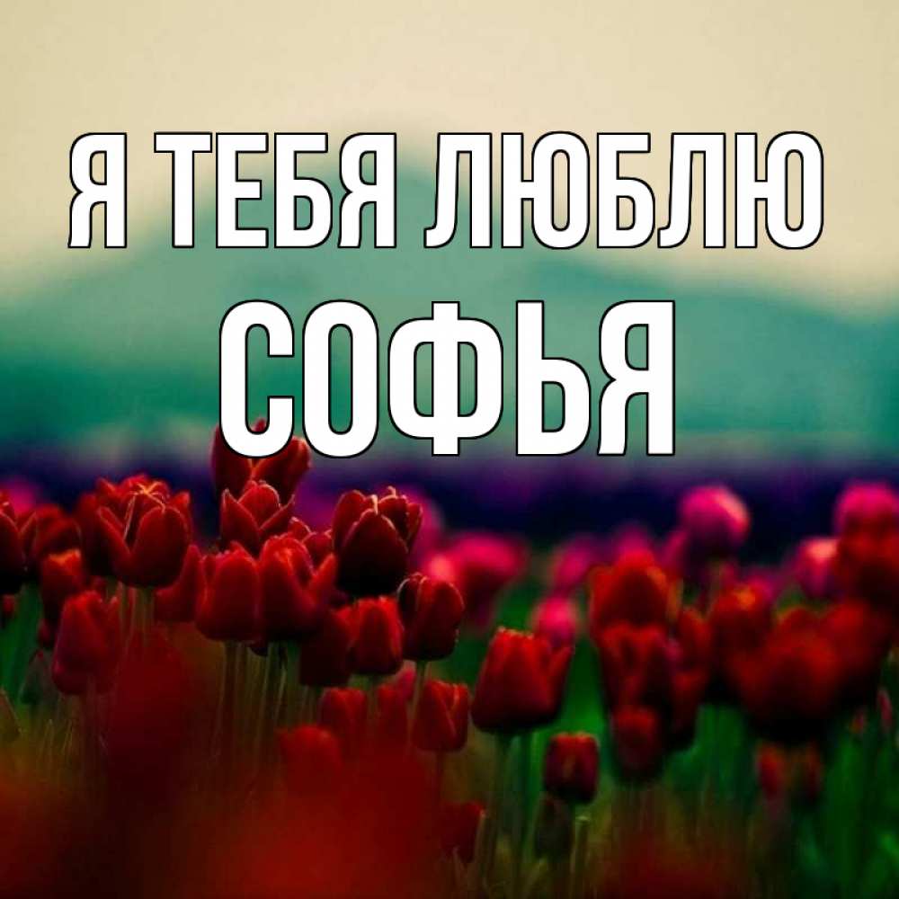 Открытка на каждый день с именем, Софья Я тебя люблю тюльпаны 4 Прикольная открытка с пожеланием онлайн скачать бесплатно 