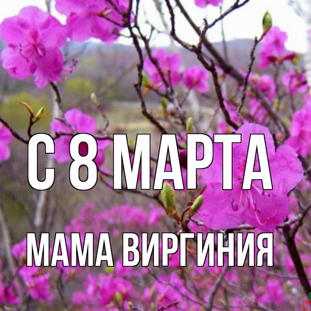 Открытка на каждый день с именем, Мама-Виргиния С 8 МАРТА международный женский день Прикольная открытка с пожеланием онлайн скачать бесплатно 