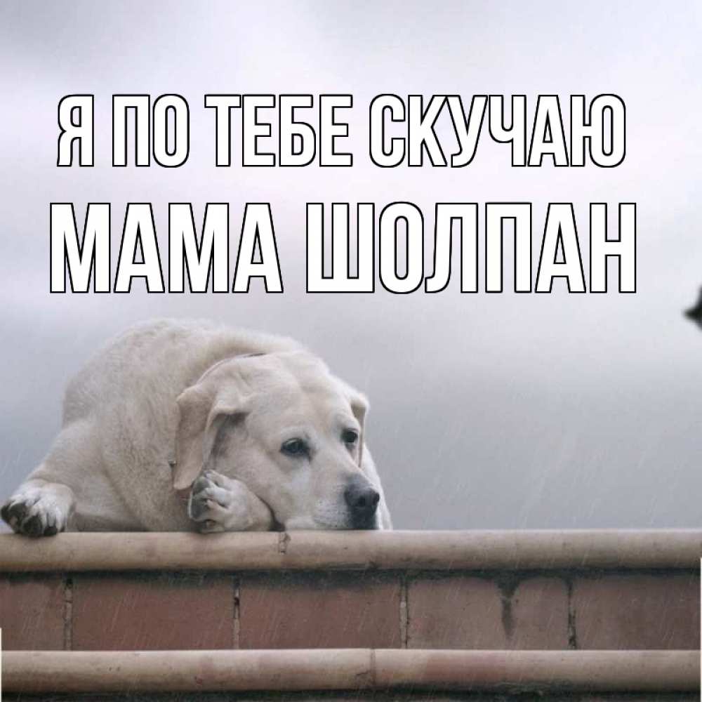 Открытка на каждый день с именем, Мама-Шолпан Я по тебе скучаю ждет Прикольная открытка с пожеланием онлайн скачать бесплатно 