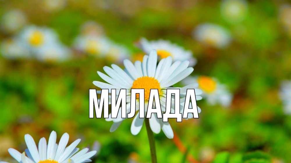 Открытка на каждый день с именем, Милада Главная с днем семьи Прикольная открытка с пожеланием онлайн скачать бесплатно 