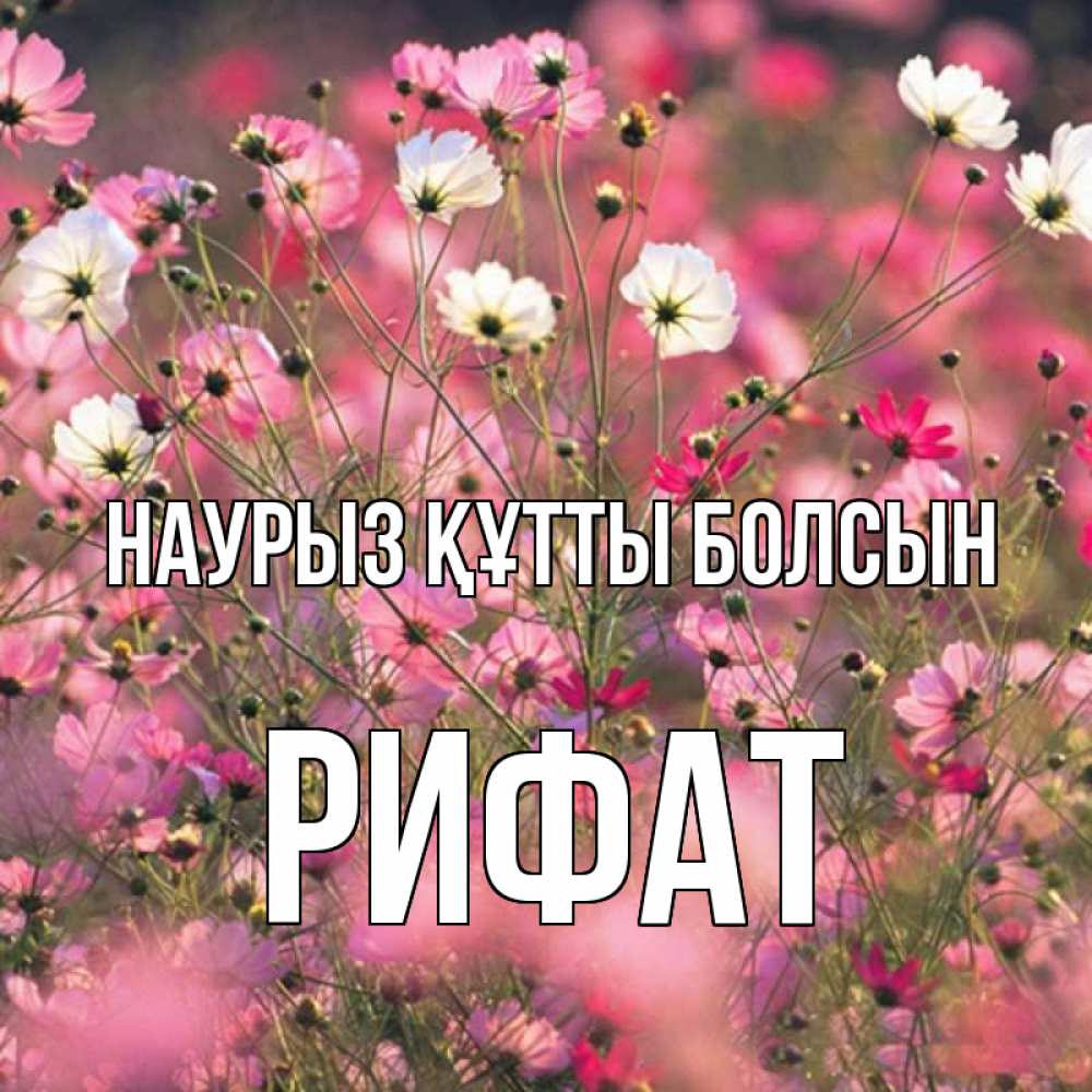 Открытка на каждый день с именем, Рифат Наурыз құтты болсын красиво 1 Прикольная открытка с пожеланием онлайн скачать бесплатно 