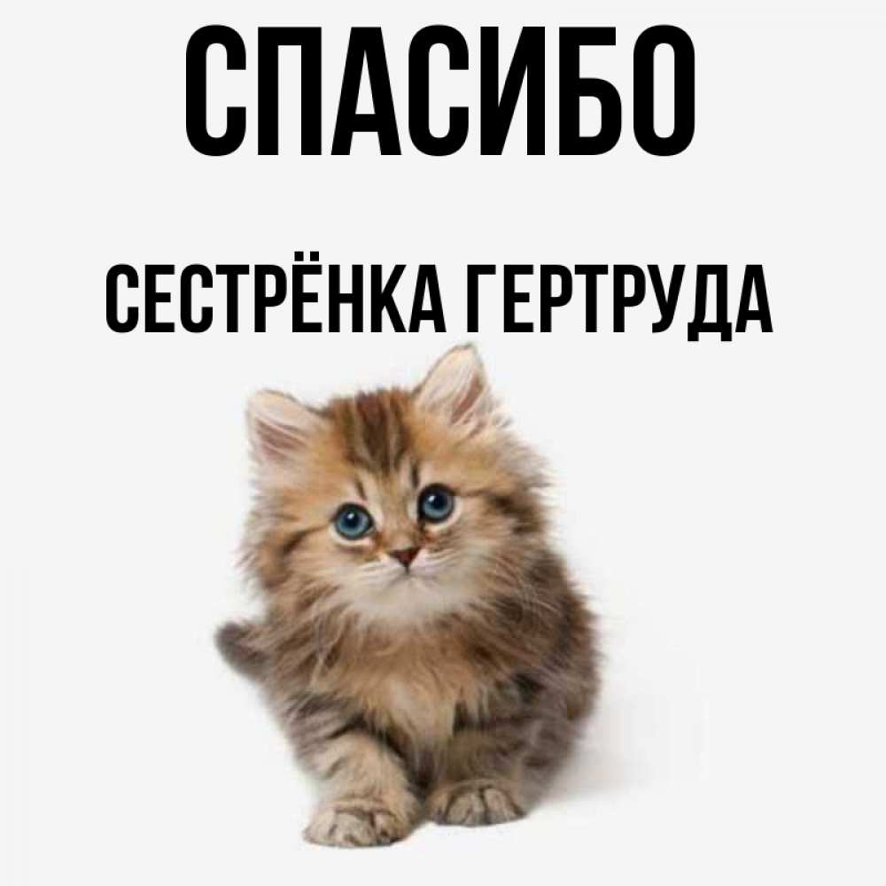 Открытка на каждый день с именем, Сестрёнка-Гертруда Спасибо пушистый котик Прикольная открытка с пожеланием онлайн скачать бесплатно 