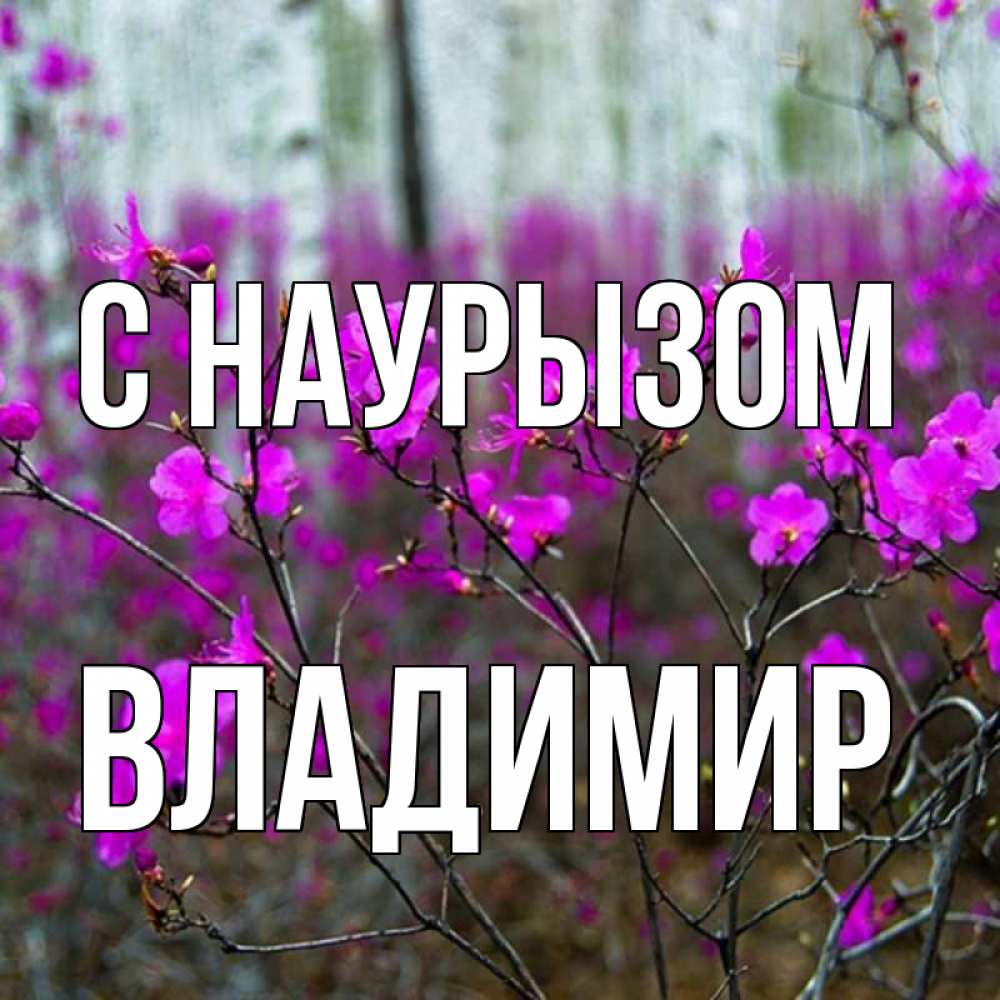 Открытка на каждый день с именем, Владимир С наурызом дикие цветы Прикольная открытка с пожеланием онлайн скачать бесплатно 