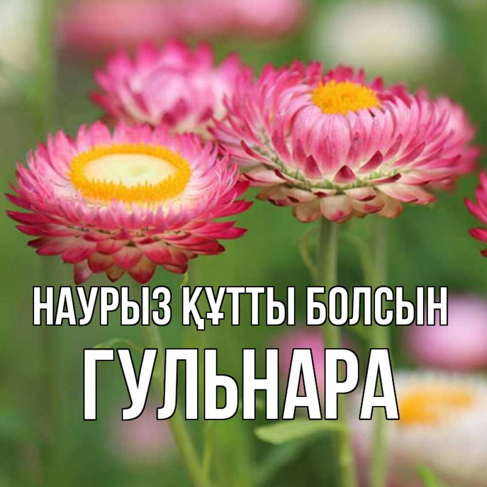 Открытка на каждый день с именем, Гульнара Наурыз құтты болсын подарок на международный женский день Прикольная открытка с пожеланием онлайн скачать бесплатно 