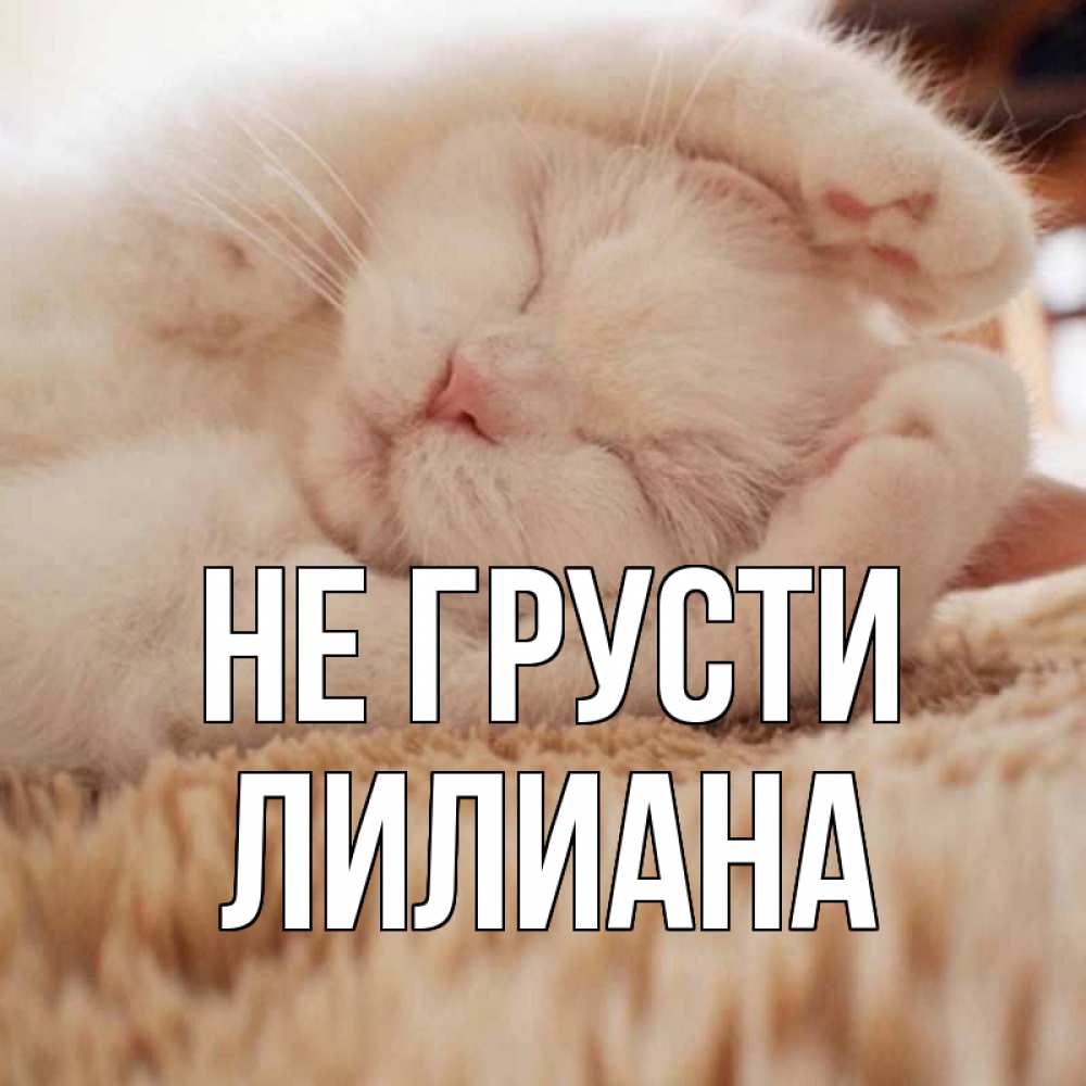 Открытка на каждый день с именем, Лилиана Не грусти белый кот Прикольная открытка с пожеланием онлайн скачать бесплатно 
