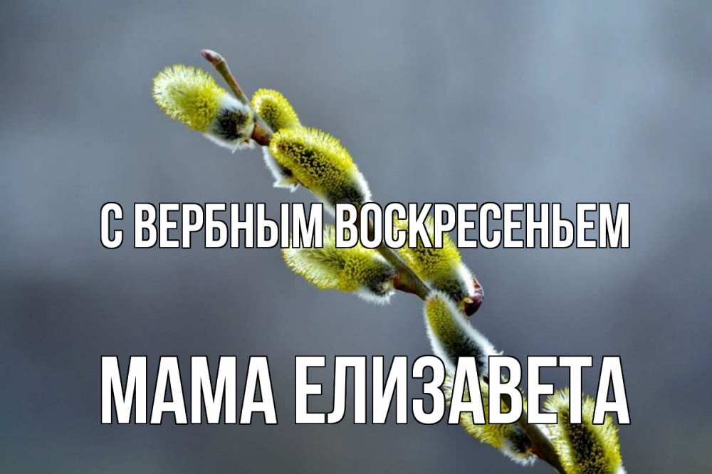 Открытка на каждый день с именем, Мама-Елизавета С вербным воскресеньем верба Прикольная открытка с пожеланием онлайн скачать бесплатно 