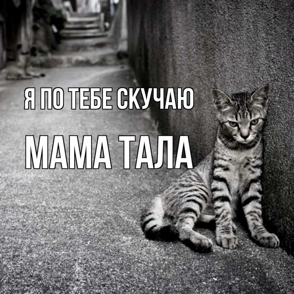 Открытка на каждый день с именем, Мама-Тала Я по тебе скучаю одиноко котику Прикольная открытка с пожеланием онлайн скачать бесплатно 