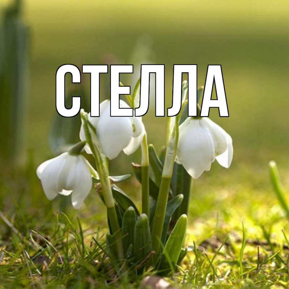 Открытка на каждый день с именем, Стелла Главная ранние цветы 2 Прикольная открытка с пожеланием онлайн скачать бесплатно 