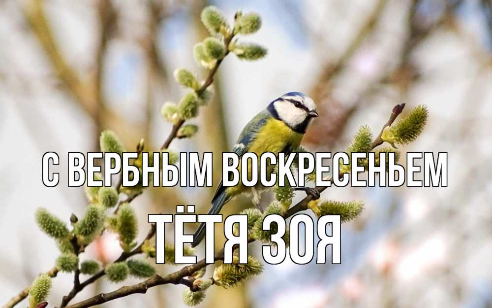 Открытка на каждый день с именем, Тётя-Зоя С вербным воскресеньем верба Прикольная открытка с пожеланием онлайн скачать бесплатно 