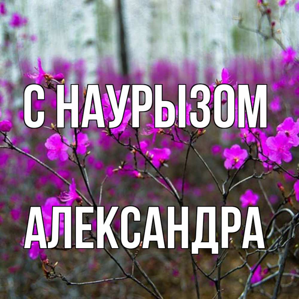 Открытка на каждый день с именем, Александра С наурызом дикие цветы Прикольная открытка с пожеланием онлайн скачать бесплатно 