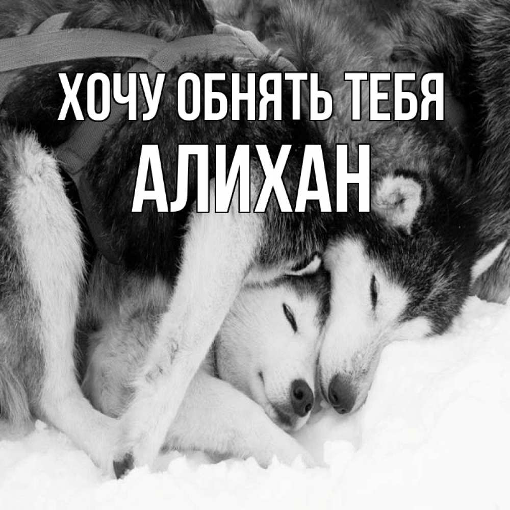 Открытка на каждый день с именем, Алихан Хочу обнять тебя собачки в упряжке Прикольная открытка с пожеланием онлайн скачать бесплатно 