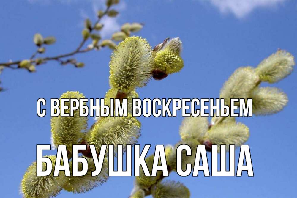 Открытка на каждый день с именем, Бабушка-Саша С вербным воскресеньем верба Прикольная открытка с пожеланием онлайн скачать бесплатно 