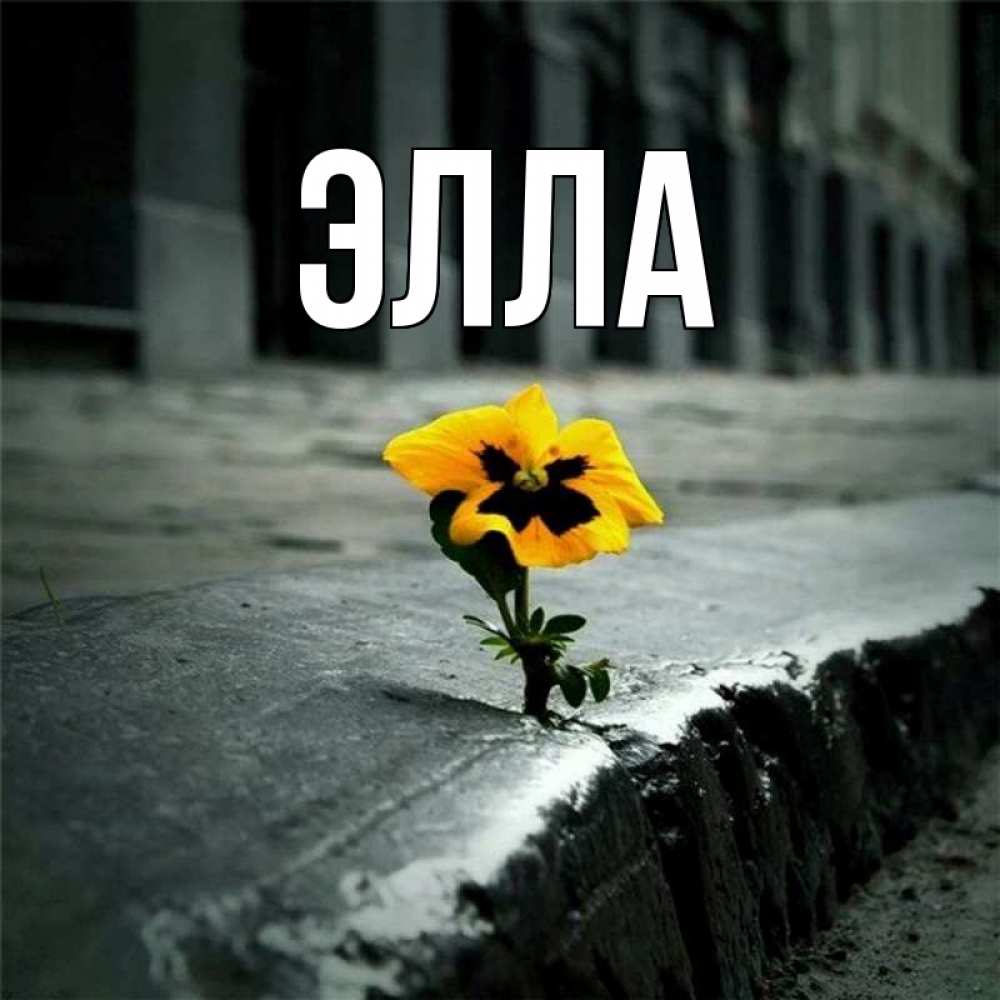 Открытка на каждый день с именем, Элла Главная не сдавайся Прикольная открытка с пожеланием онлайн скачать бесплатно 