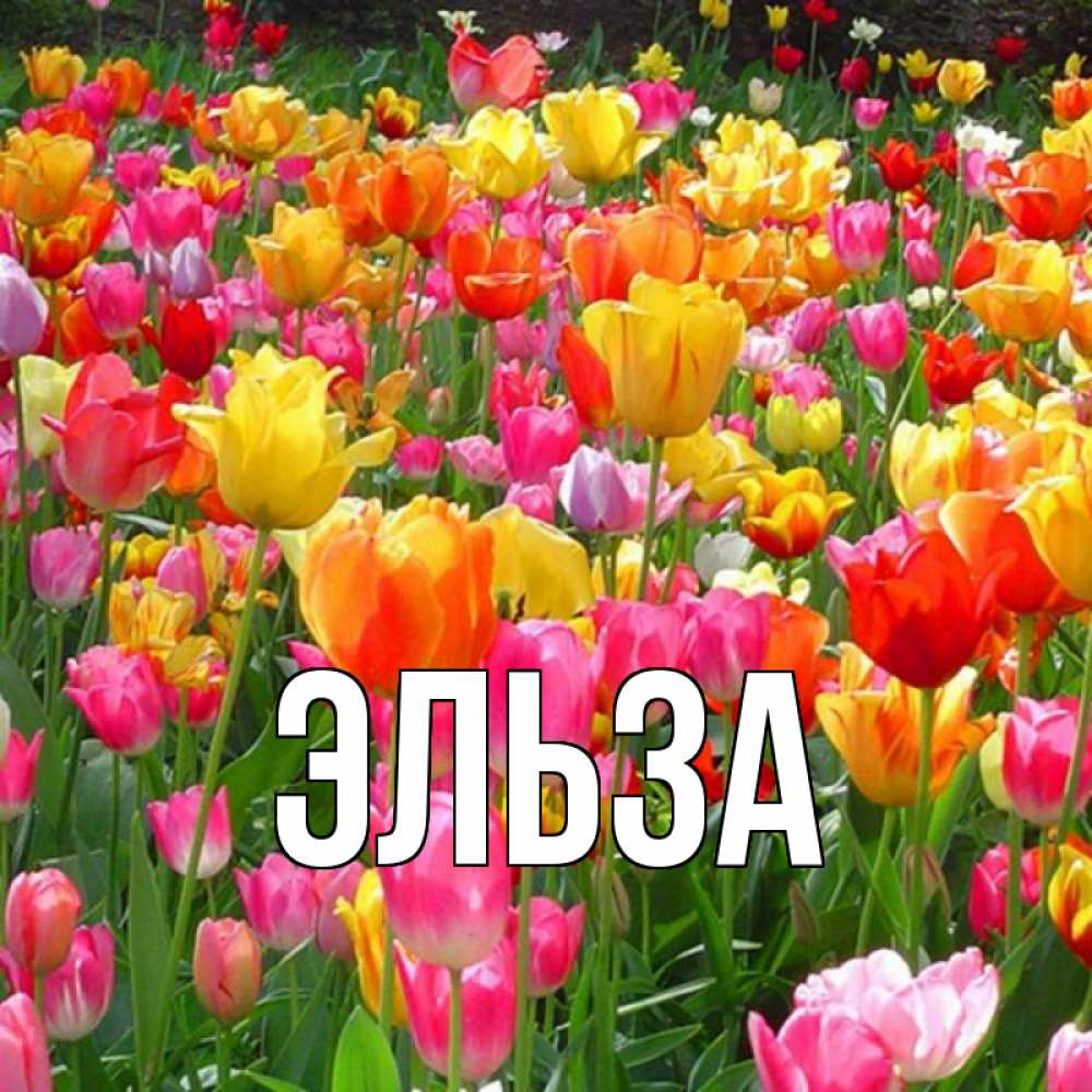 Открытка на каждый день с именем, Эльза Главная праздник весны наурыз 4 Прикольная открытка с пожеланием онлайн скачать бесплатно 