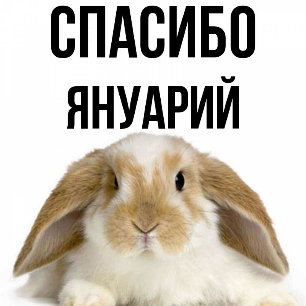 Открытка на каждый день с именем, Януарий Спасибо коричнево белый заяц Прикольная открытка с пожеланием онлайн скачать бесплатно 