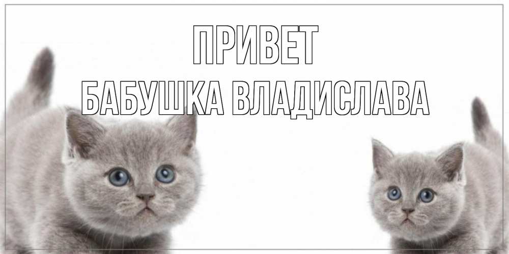 Открытка на каждый день с именем, Бабушка-Владислава Привет коты Прикольная открытка с пожеланием онлайн скачать бесплатно 