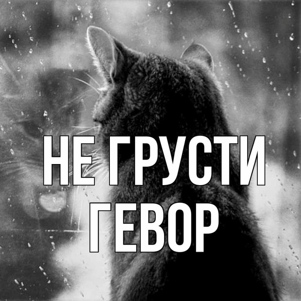 Открытка на каждый день с именем, Гевор Не грусти отражение кота 1 Прикольная открытка с пожеланием онлайн скачать бесплатно 