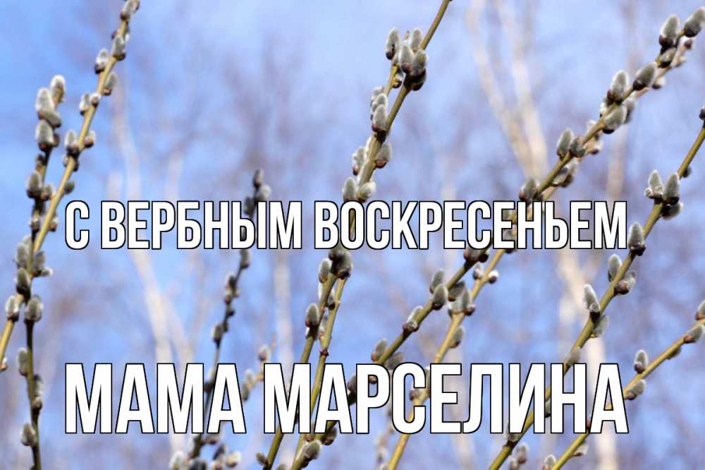 Открытка на каждый день с именем, Мама-Марселина С вербным воскресеньем верба Прикольная открытка с пожеланием онлайн скачать бесплатно 