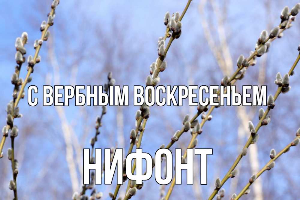 Открытка на каждый день с именем, Нифонт С вербным воскресеньем верба Прикольная открытка с пожеланием онлайн скачать бесплатно 