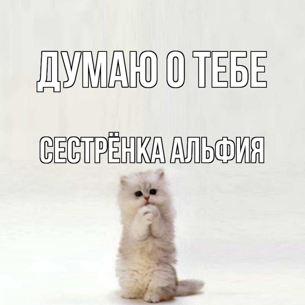 Открытка на каждый день с именем, Сестрёнка-Альфия Думаю о тебе кот стоит на задних лапах Прикольная открытка с пожеланием онлайн скачать бесплатно 