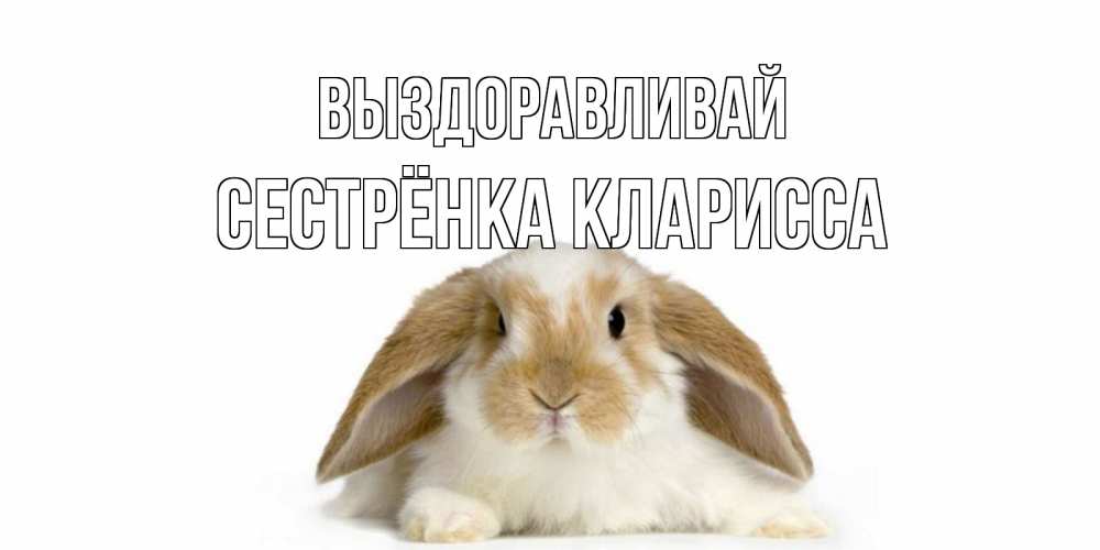 Открытка на каждый день с именем, Сестрёнка-Кларисса Выздоравливай вислоухий кролик белого и коричневого цвета Прикольная открытка с пожеланием онлайн скачать бесплатно 