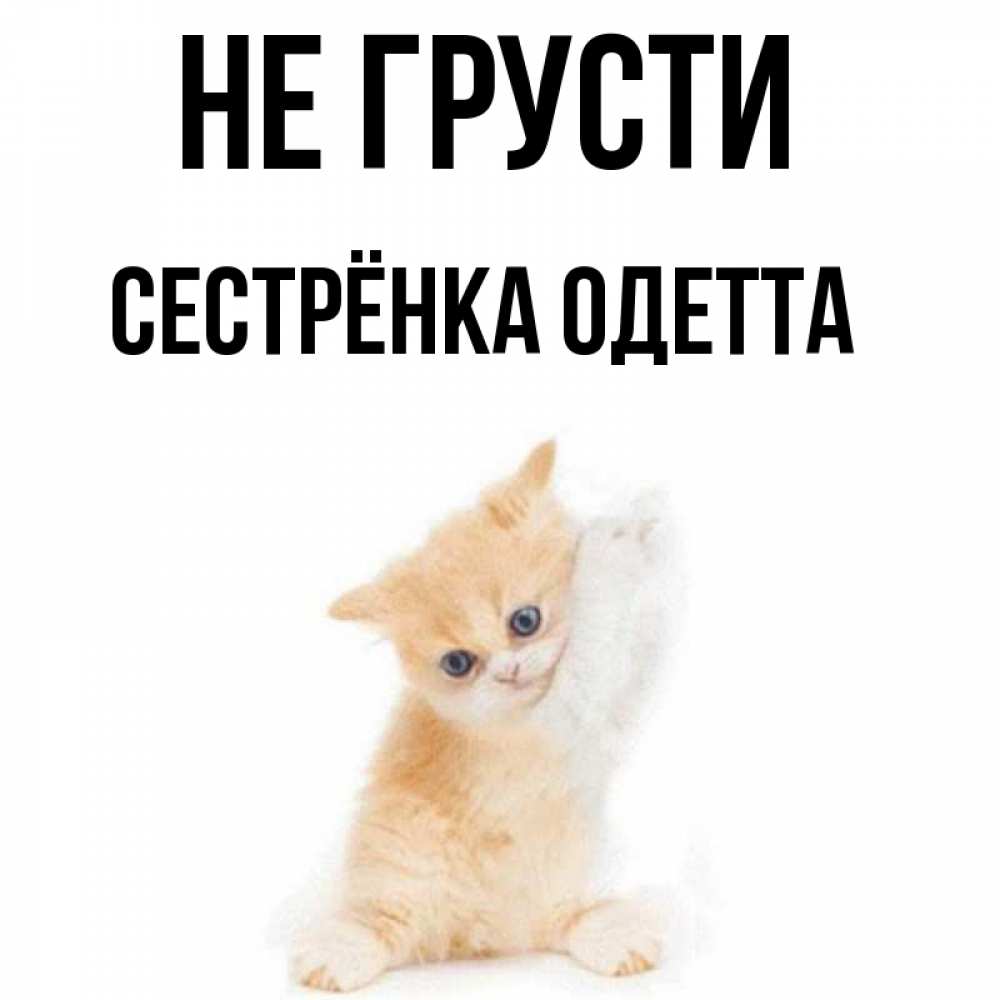 Открытка на каждый день с именем, Сестрёнка-Одетта Не грусти просящий кот Прикольная открытка с пожеланием онлайн скачать бесплатно 