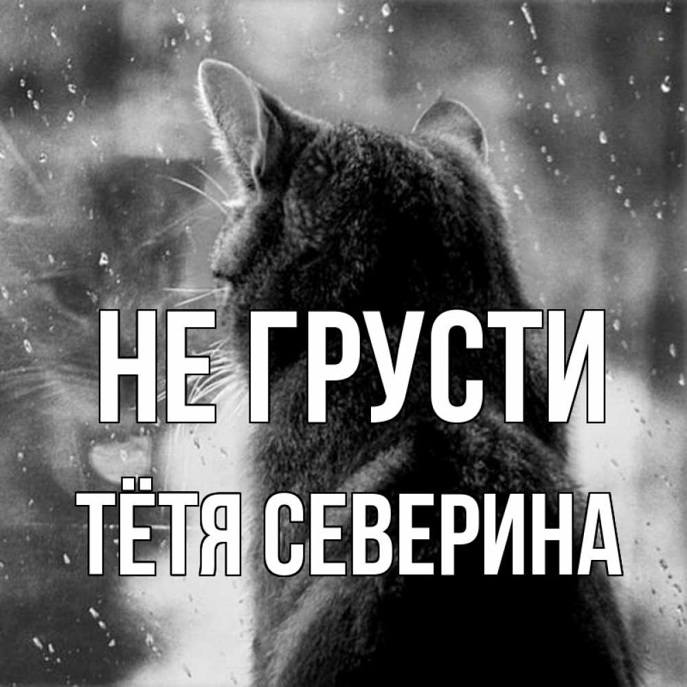 Открытка на каждый день с именем, Тётя-Северина Не грусти отражение кота 1 Прикольная открытка с пожеланием онлайн скачать бесплатно 