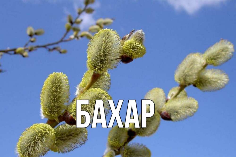 Открытка на каждый день с именем, Бахар Главная верба Прикольная открытка с пожеланием онлайн скачать бесплатно 