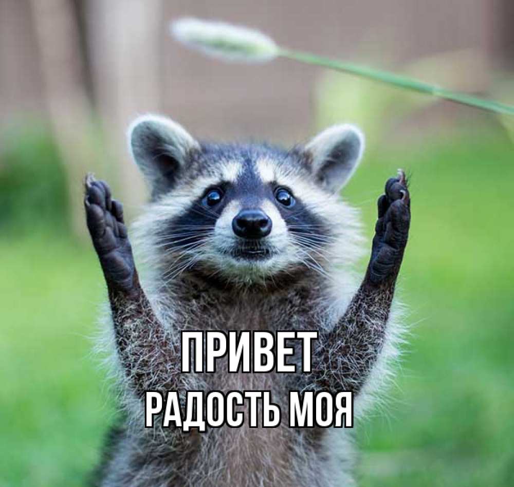 Открытка на каждый день с именем, Радость-моя Привет животные Прикольная открытка с пожеланием онлайн скачать бесплатно 