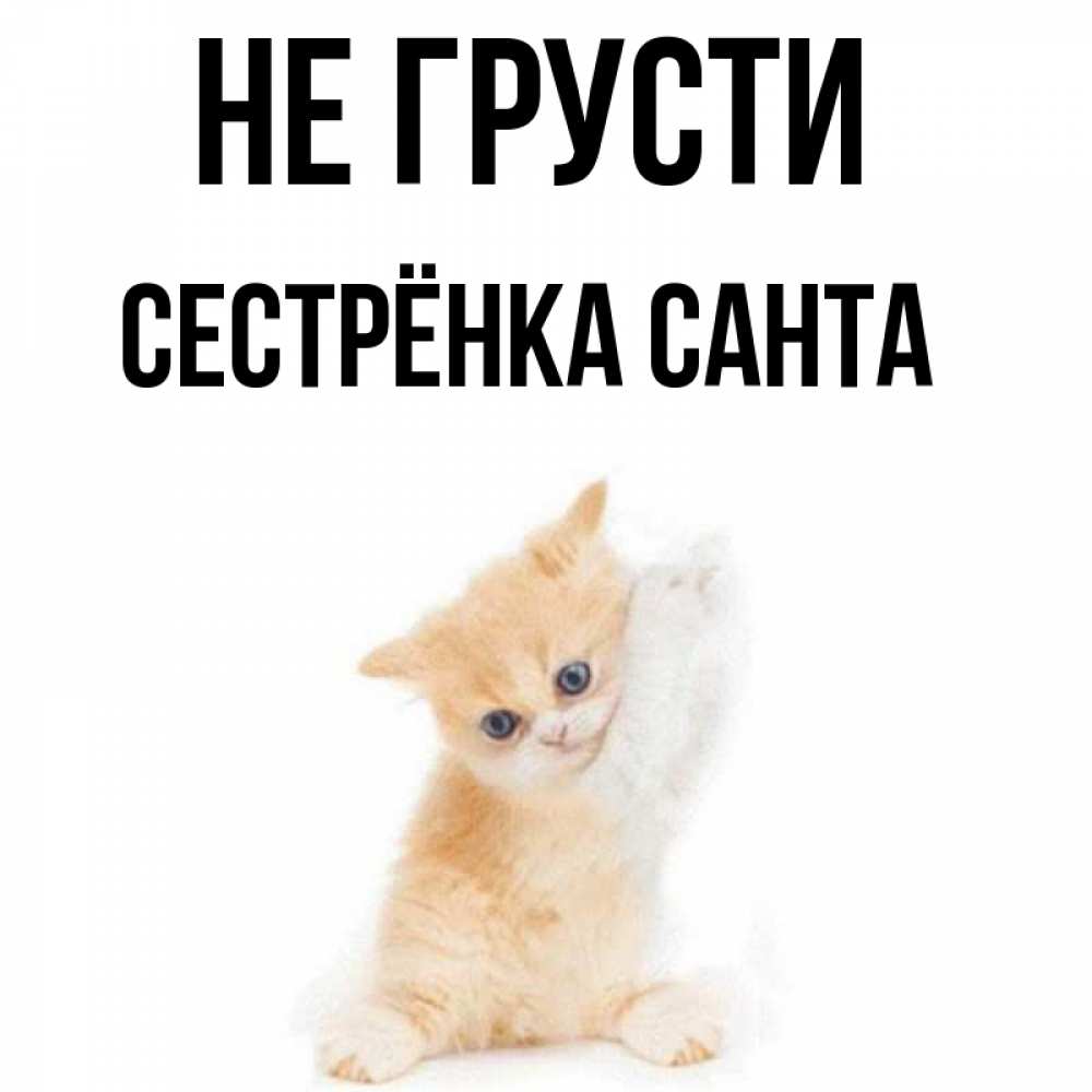 Открытка на каждый день с именем, Сестрёнка-Санта Не грусти просящий кот Прикольная открытка с пожеланием онлайн скачать бесплатно 