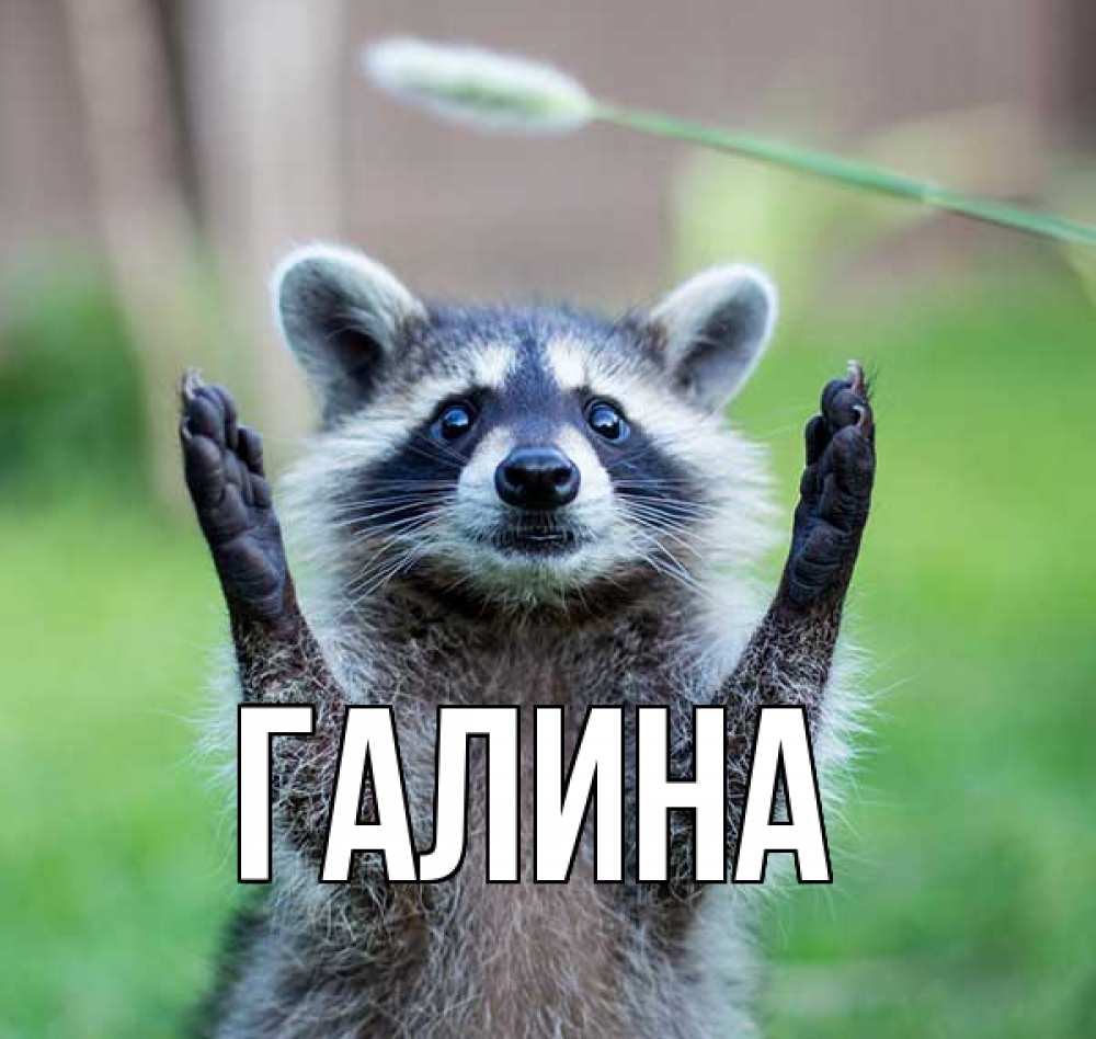 Открытка на каждый день с именем, Галина Главная животные Прикольная открытка с пожеланием онлайн скачать бесплатно 