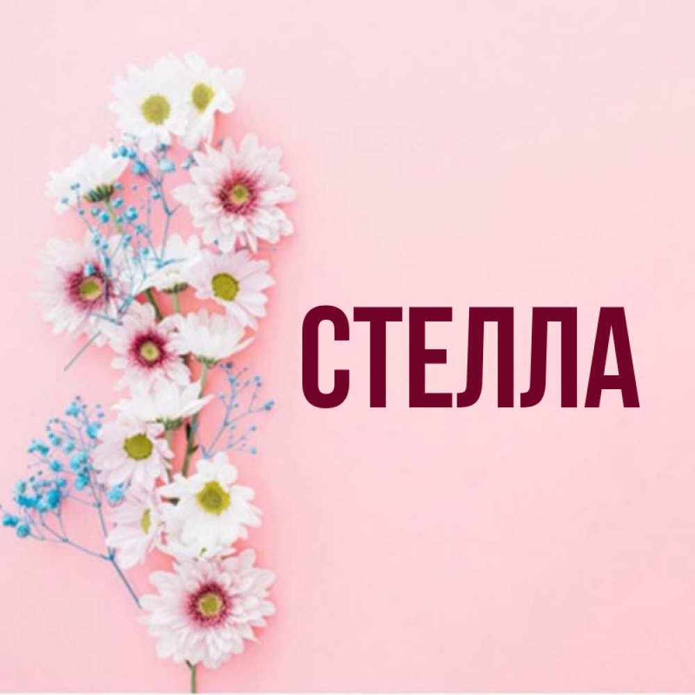 Цветок стелла