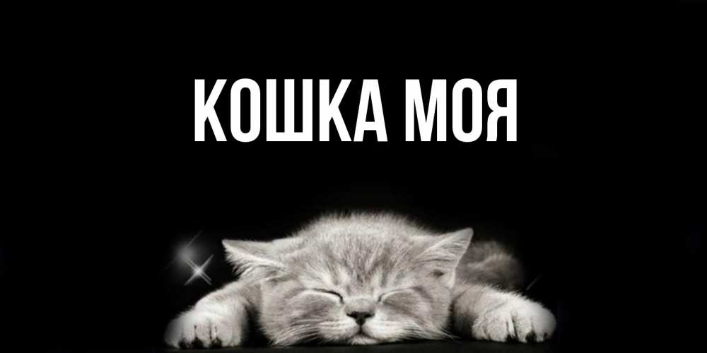 Cat my name