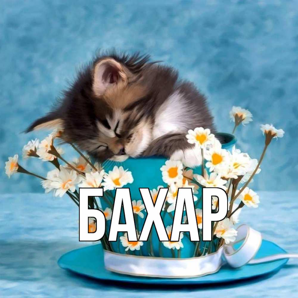 Открытка на каждый день с именем, Бахар Главная котенок спит в кружке с блюдцем Прикольная открытка с пожеланием онлайн скачать бесплатно 