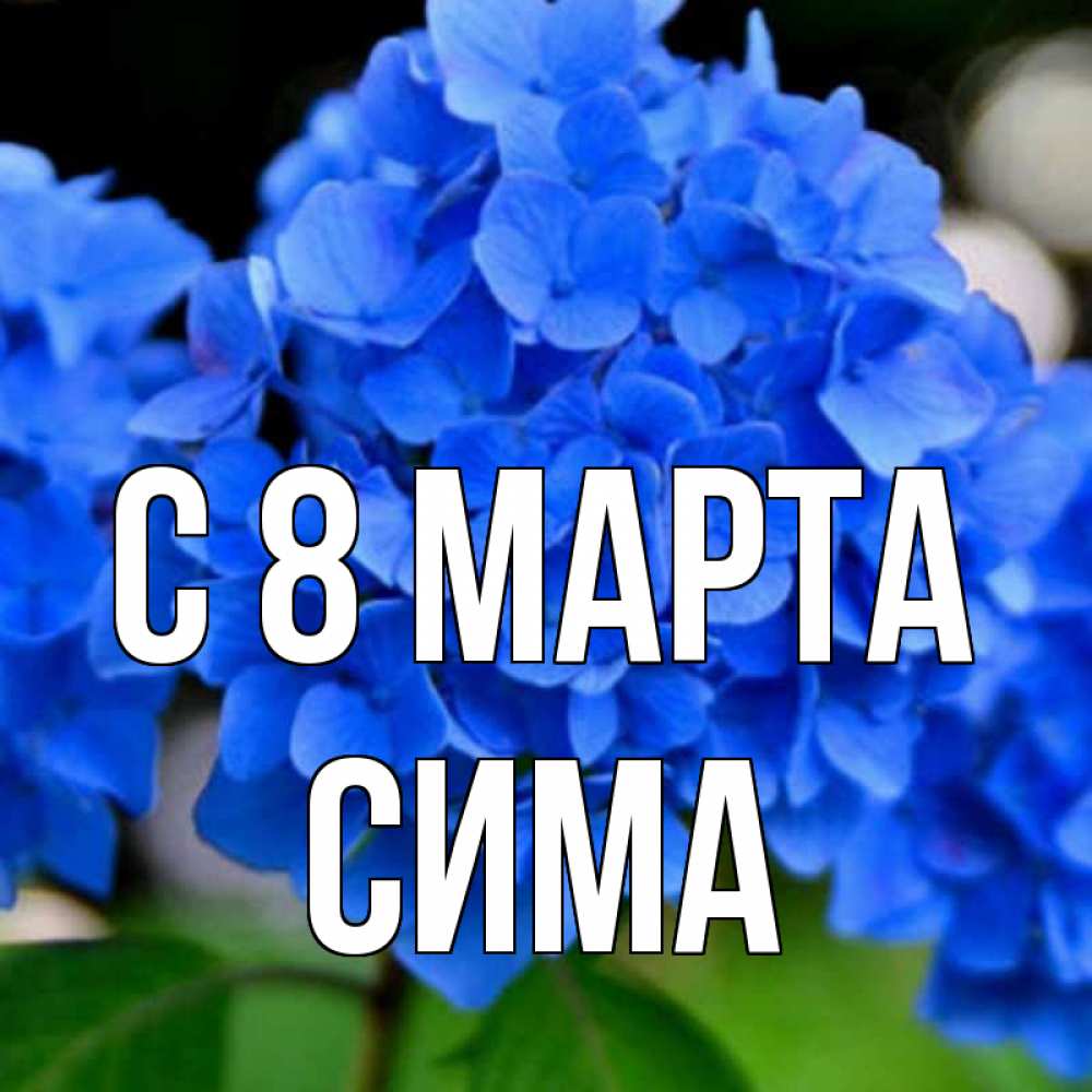 Открытка на каждый день с именем, Сима С 8 марта синие цветы Прикольная открытка с пожеланием онлайн скачать бесплатно 