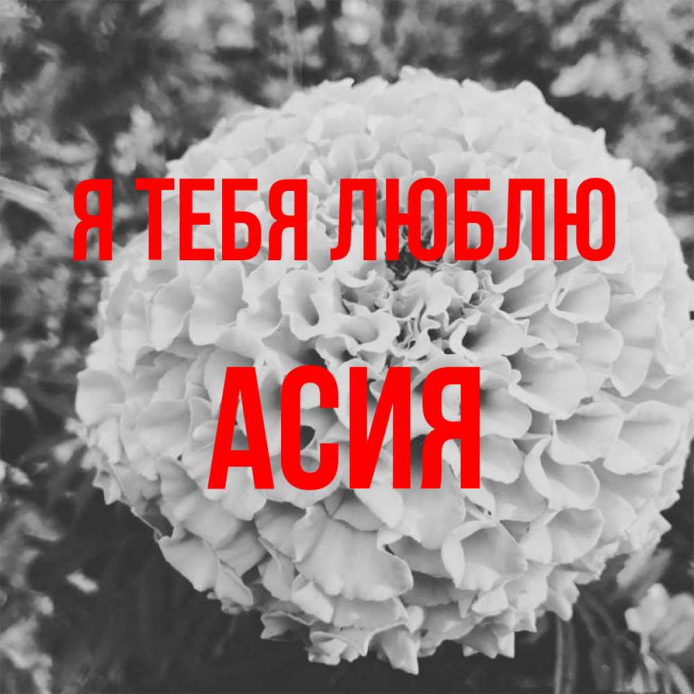 Открытка на каждый день с именем, Асия Я тебя люблю подпись Прикольная открытка с пожеланием онлайн скачать бесплатно 