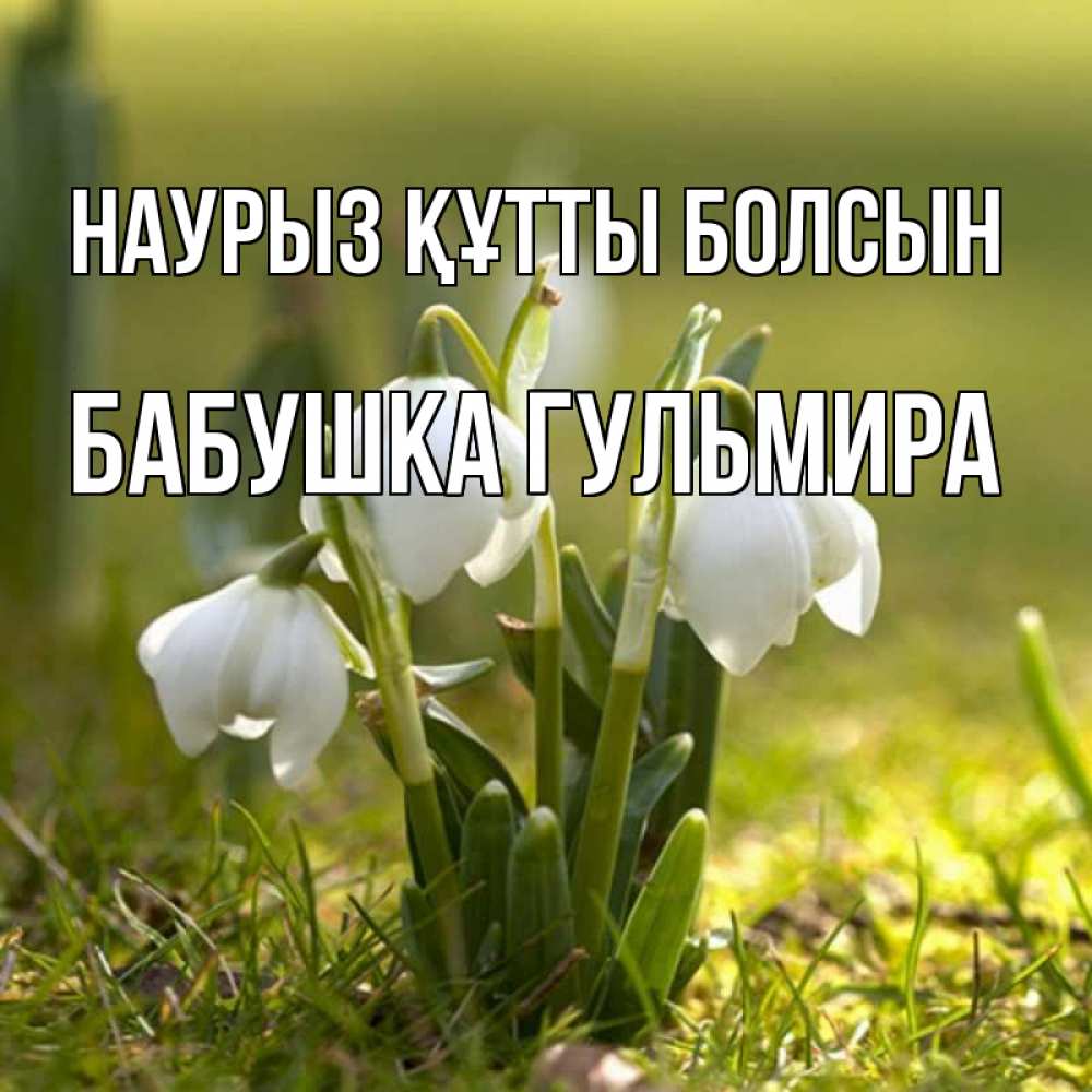 Открытка на каждый день с именем, Бабушка-Гульмира Наурыз құтты болсын ранние цветы 2 Прикольная открытка с пожеланием онлайн скачать бесплатно 