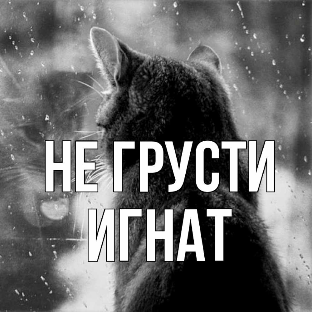 Открытка на каждый день с именем, Игнат Не грусти отражение кота 1 Прикольная открытка с пожеланием онлайн скачать бесплатно 