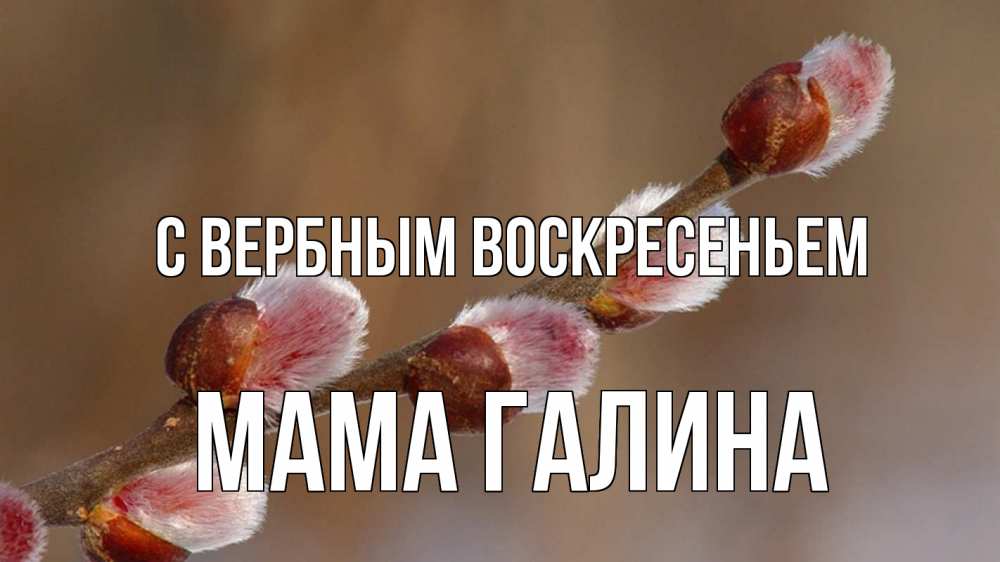 Открытка на каждый день с именем, Мама-Галина С вербным воскресеньем верба Прикольная открытка с пожеланием онлайн скачать бесплатно 
