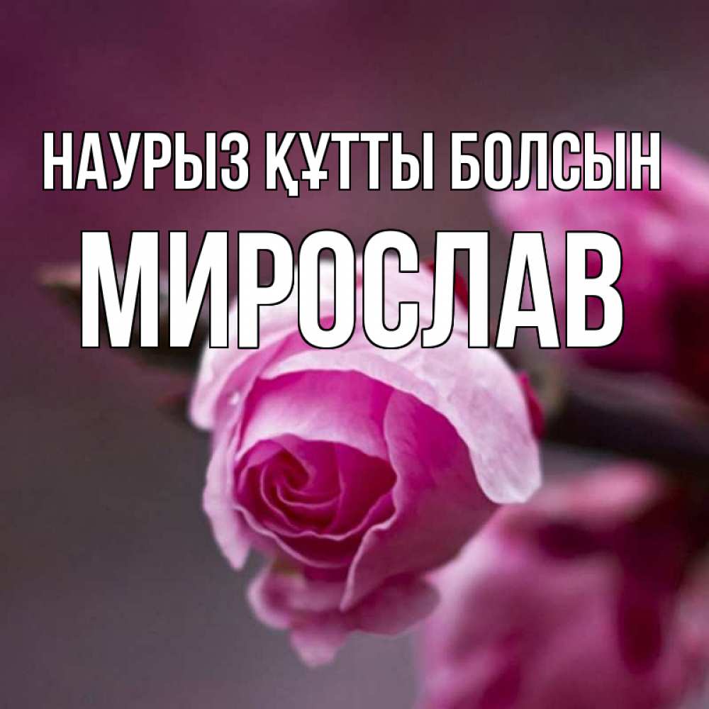Открытка на каждый день с именем, Мирослав Наурыз құтты болсын весна Прикольная открытка с пожеланием онлайн скачать бесплатно 