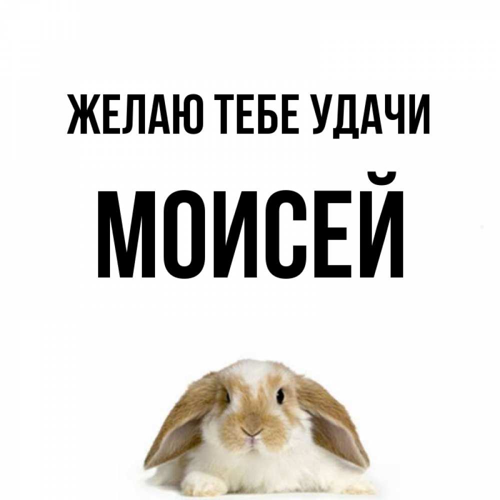 Открытка на каждый день с именем, Моисей Желаю тебе удачи открытки с произвольным текстом который можно вставить в открытку и создать ее самостоятельно бесплатно онлайн Прикольная открытка с пожеланием онлайн скачать бесплатно 
