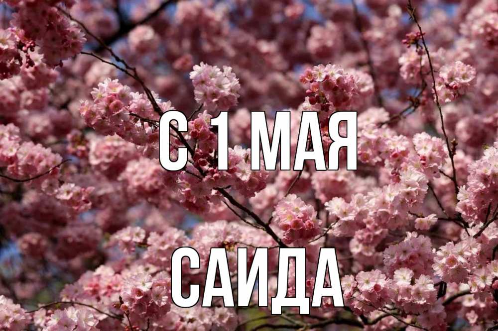 Открытка на каждый день с именем, Саида С 1 мая С 1 мая Прикольная открытка с пожеланием онлайн скачать бесплатно 