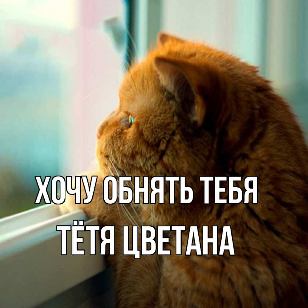 Открытка на каждый день с именем, Тётя-Цветана Хочу обнять тебя большой огромный рыжий котяра Прикольная открытка с пожеланием онлайн скачать бесплатно 