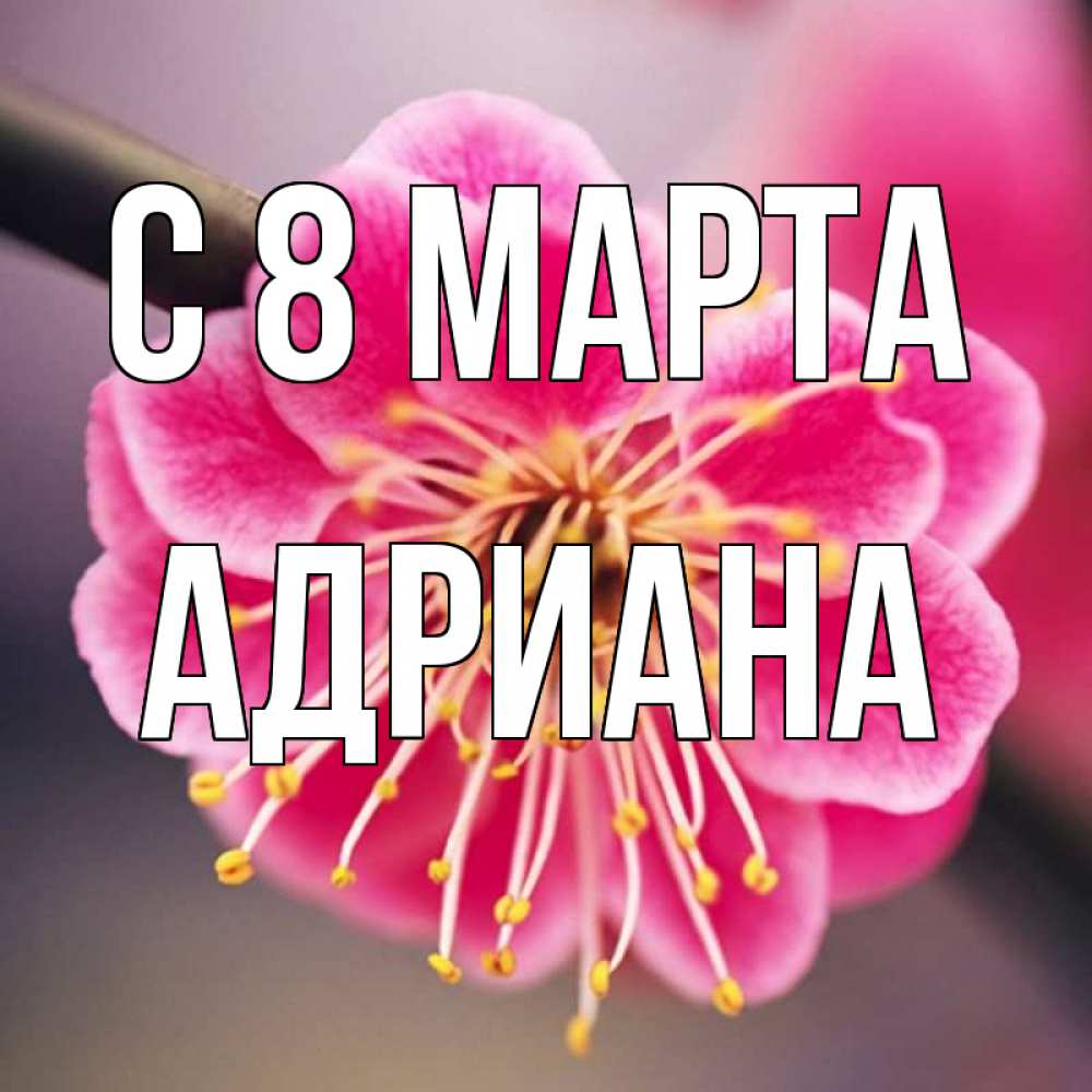 Открытка на каждый день с именем, Адриана С 8 МАРТА цветы Прикольная открытка с пожеланием онлайн скачать бесплатно 